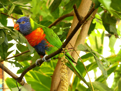 Curious colourful parrot on a tree photo