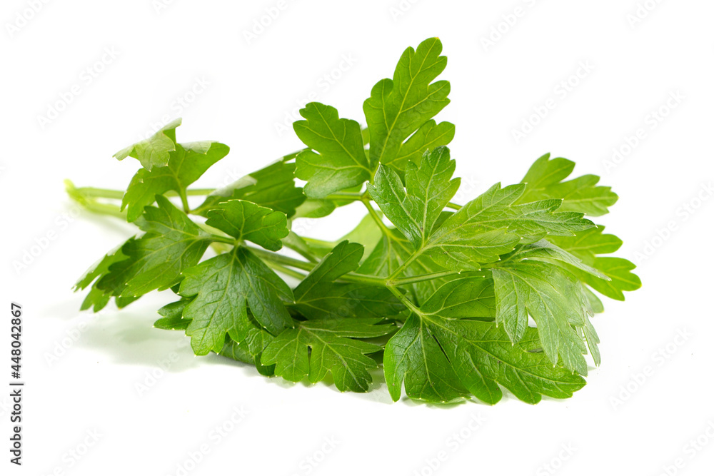 Fresh parsley, isolated on a white background Fresh parsley, isolated on a white background