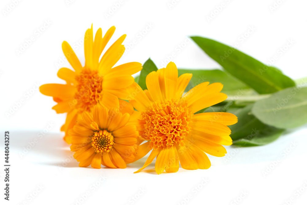 Orange flower of the pharmacy calendula on a white background. Orange flower of the pharmacy calendula on a white background.
