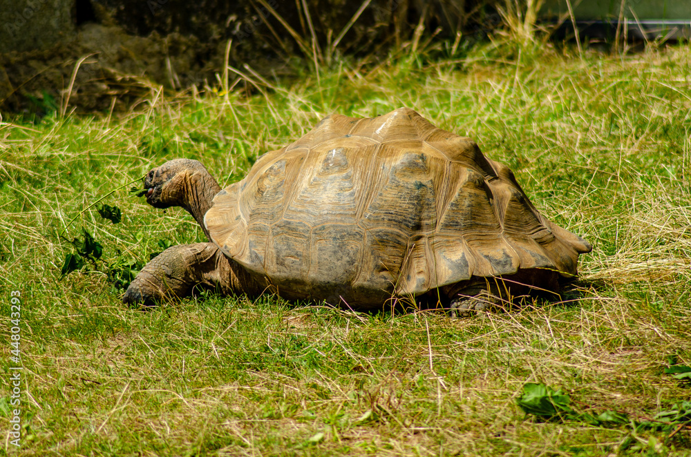 Obraz premium Galapagos-Schildkröte