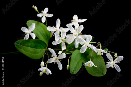 Blooming white clematis on black background. A minimalistic photo for a poster. photo