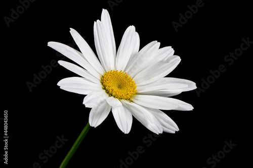 Flower of garden or medicinal chamomile  Matricaria recutita  on a black background. The concept of naturalness. Wallpaper  poster.