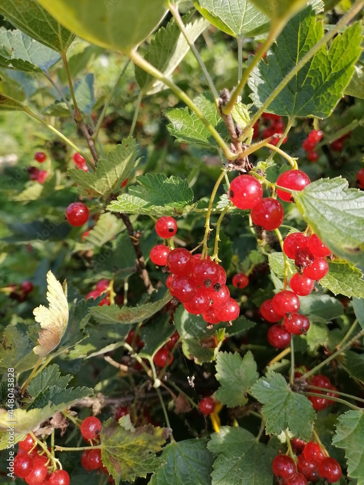 red berries on a bush red berries on a bush