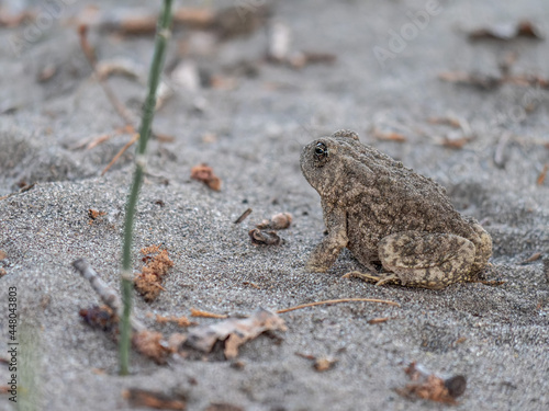 Brown Toad on a Beach