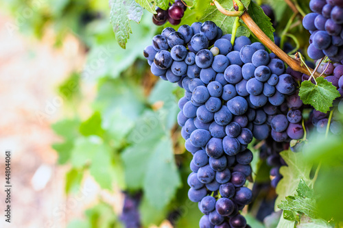 Bordeaux vineyards, Merlot grapes, organic farming
