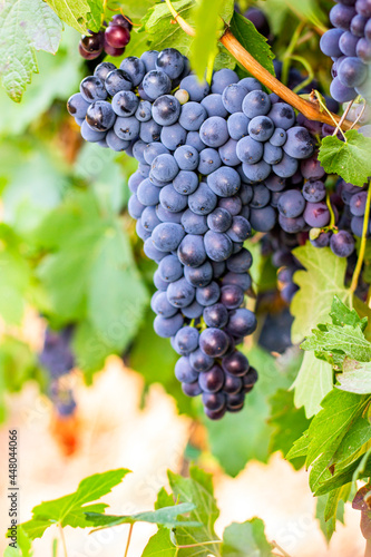 Bordeaux vineyards, Merlot grapes, organic farming