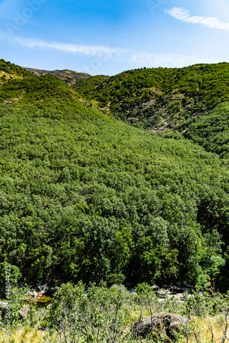 Green mountains forest