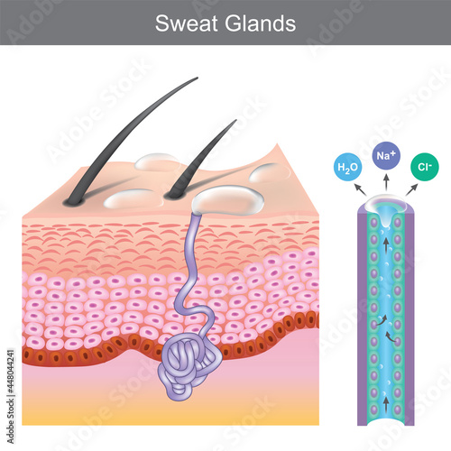 Sweat Glands. Illustration showing human sweat gland structure under skin layers..