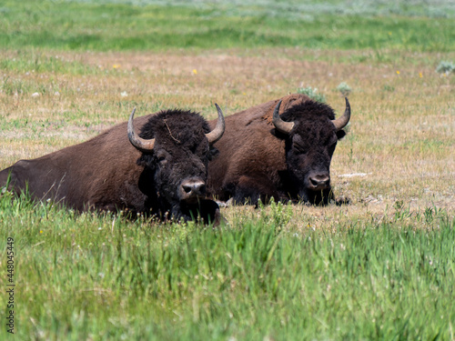 Bison Herd Grazing at Yellowstone National Park