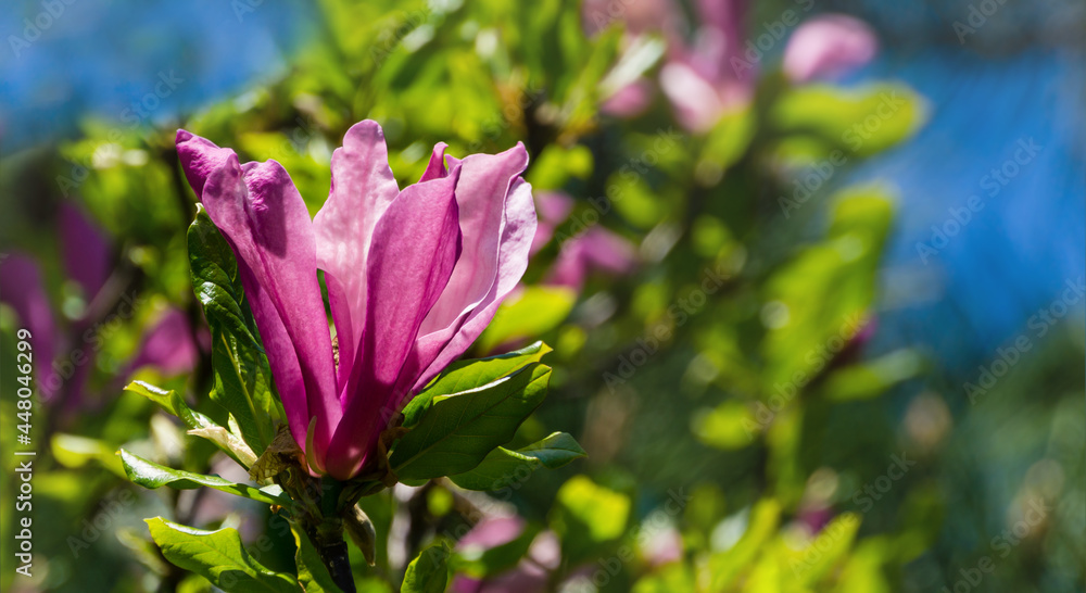 Fototapeta premium Large pink flower Magnolia Susan (Magnolia liliiflora x Magnolia stellata). Beautiful blooming in spring garden. Selective focus. Nature concept for design. Place for your text.