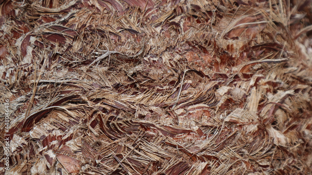 Close-up old palm tree background texture pattern on the dark background Close-up old palm tree background texture pattern on the dark background