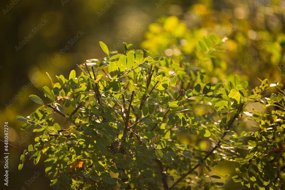 beautiful autumn landscape, autumn, sunlight, autumn leaves beautiful autumn landscape, autumn, sunlight, autumn leaves