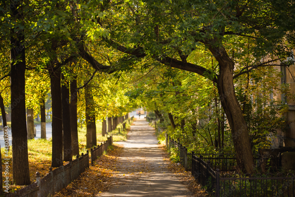 beautiful autumn landscape, autumn, sunlight, autumn leaves