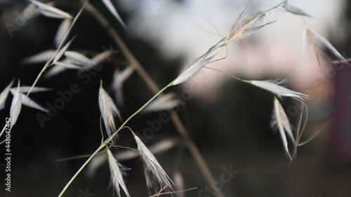 dried leaf twig on the wild nature in the summer. Close-up dried leaves with fragile branch