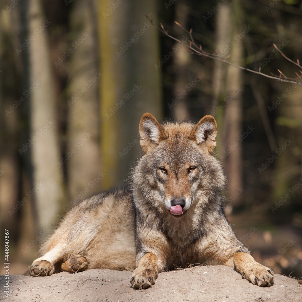 Fototapeta premium Wolf