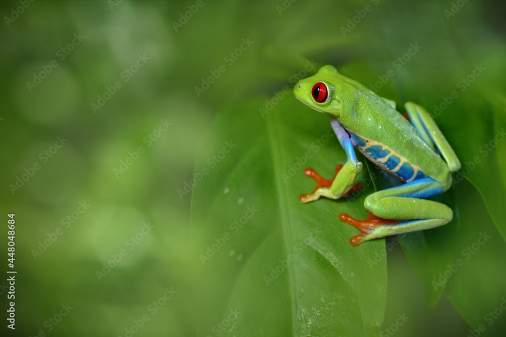 Naklejka premium Colorful amazon Red-eyed tree frog clutching on green leaves with blurred foreground from green bokeh. Selective focus at eye and copy space. Background for natural wildlife or exotic pets.