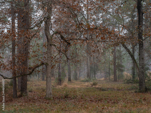 Deciduous trees dropping their fall-colored leaves.