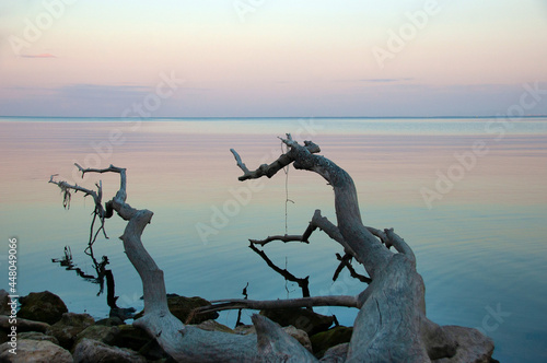 landscape lies a dry tree on the bank of the river pink temper water