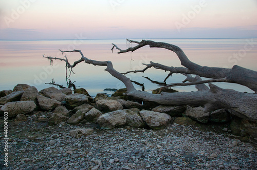 landscape lies a dry tree on the bank of the river pink temper water