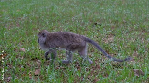 Crab-Eating Macaque walking in the grass photo