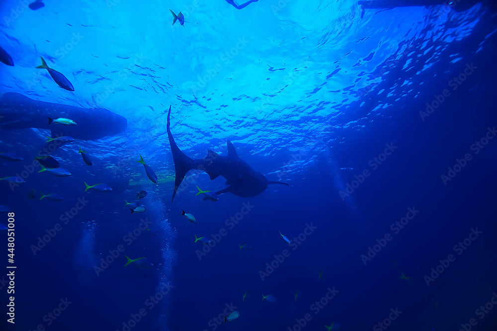 Fototapeta premium whale shark scene landscape / abstract underwater big sea fish, adventure, diving, snorkeling