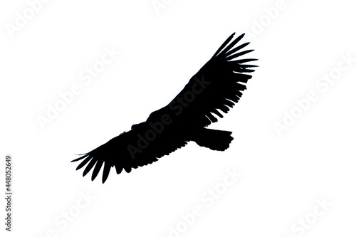 Silhouette of griffon vulture (gyps fulvus) in flight, Alcoy.