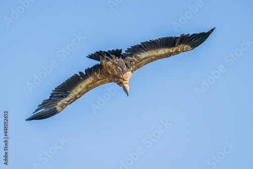 Griffon vulture (gyps fulvus) in flight, Alcoy.