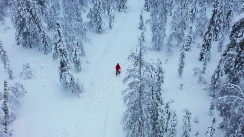 Drone shot of Santa walking on a snowy trail, in middle of snow covered trees, in Lapland - Aerial view photo