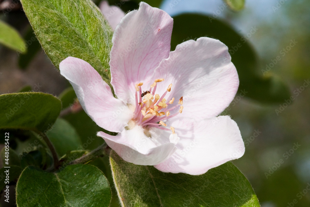 Quince flower with details and natural background Quince flower with details and natural background