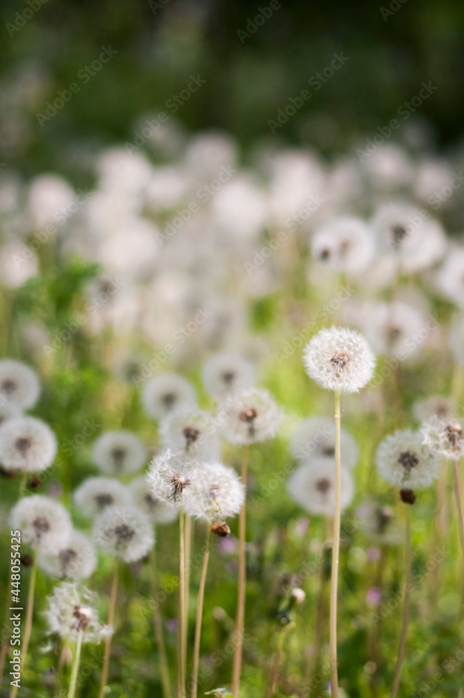 Dandelion seeds with natural background