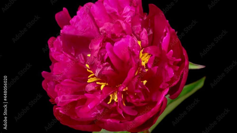 Peony Blossoms. Time Lapse of Opening Beautiful Red Peony Flowers on Black Background. 4K. Peony Blossoms. Time Lapse of Opening Beautiful Red Peony Flowers on Black Background. 4K.