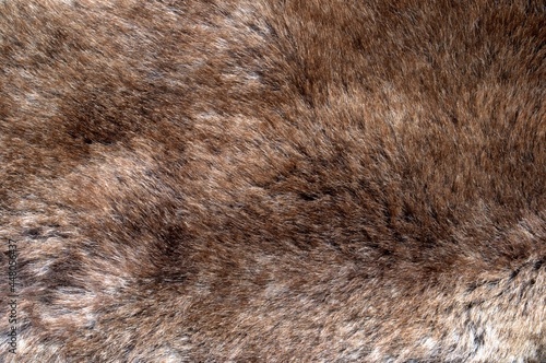 Background for banners and designs. The texture of lamb fur. 