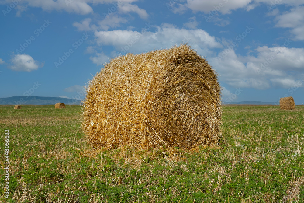 A field with straw hay bales after harvest A field with straw hay bales after harvest
