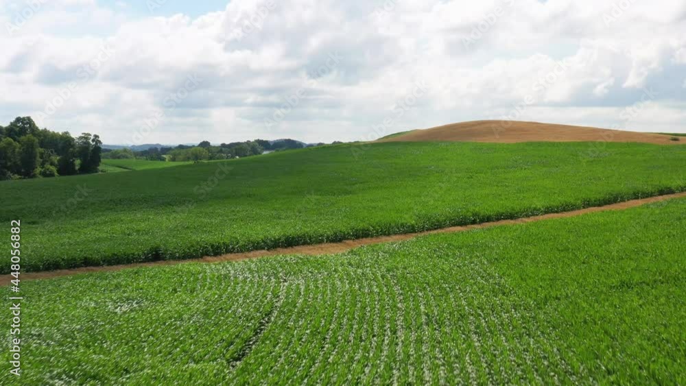 Fast aerial flight soaring over wheat and corn fields. Rural ag scene. Fast aerial flight soaring over wheat and corn fields. Rural ag scene.