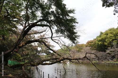 Wallpaper Mural 池 Torontodigital.ca