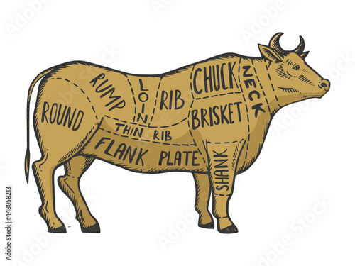 Bull meat scheme diagram sketch engraving vector illustration. T-shirt apparel print design. Scratch board imitation. Black and white hand drawn image.