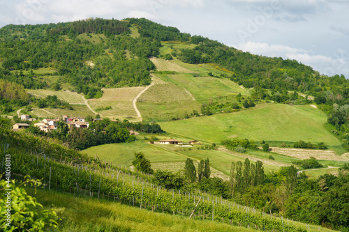 Vineyards in Oltrepo Pavese, italy, at springtime