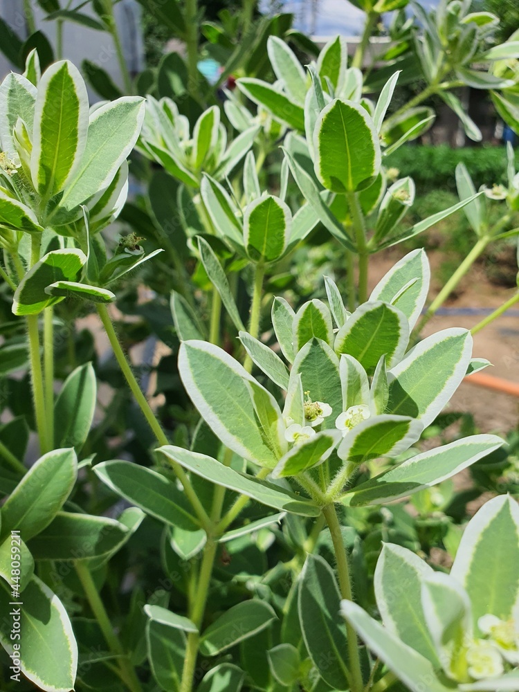 leaves leaves