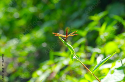 Wallpaper Mural 赤とんぼ Torontodigital.ca