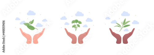 Aromatherapy and herbal medicine concept. Vector flat illustration. Different ethnic human hand hold sage, peppermint and ginkgo leaves isolated on white background. Design element