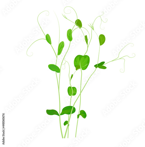 Pea sprouts vector stock illustration. Micro-green. Legume plants. Sprouted shoots with green leaves. Close-up.Isolated on a white background.