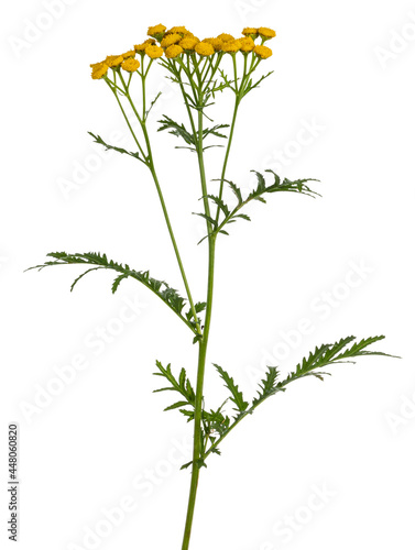 Side view of Tansy aka Tanacetum vulgare. Yellow buttons on green stem. isolated on white background.