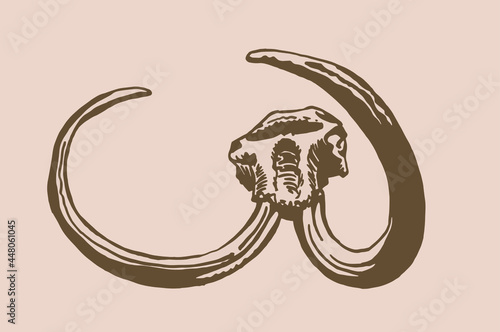 Graphical vintage hand-drawn skull of mammoth  on sepia background, vector paleontological element