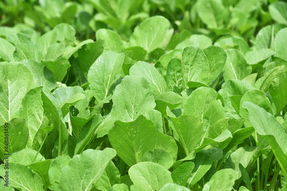 Pakcoy vegetable growth fresh at the field Pakcoy vegetable growth fresh at the field