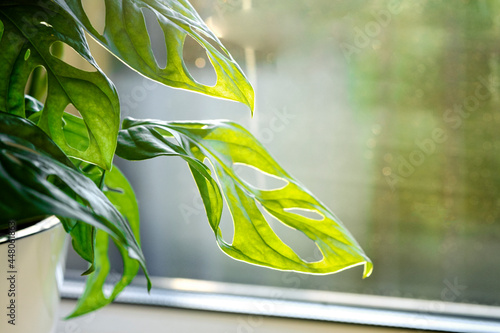 Monstera Monkey Mask or obliqua or Adansonii stands on the windowsill. Home plants care concept. photo