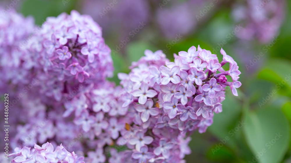 Branch with spring lilac flowers in garden. Branch with spring lilac flowers in garden.