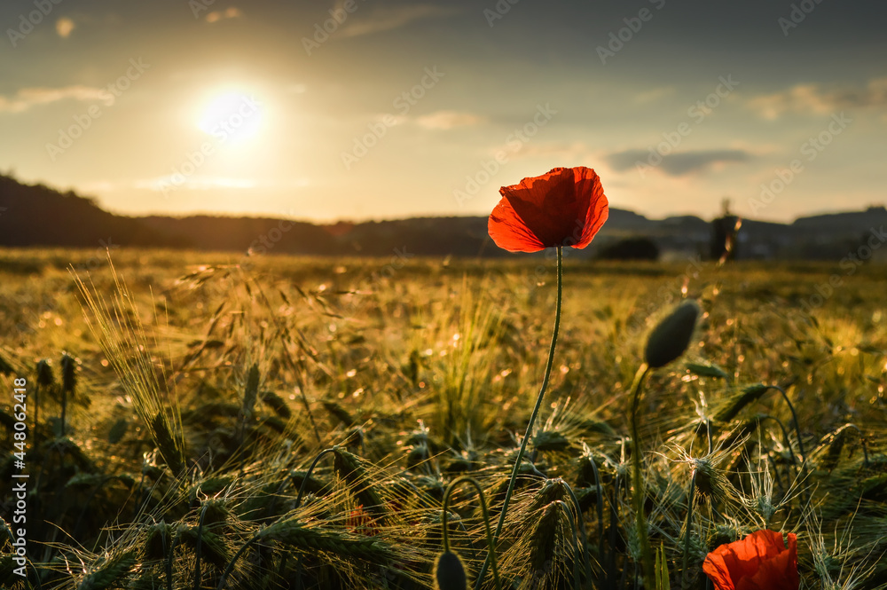 Ears of barley field and poppy flowers at Lower Silesia, Poland