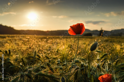 Obraz na płótnie Ears of barley field and poppy flowers at Lower Silesia, Poland w salonie