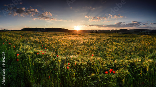 Ears of barley field and poppy flowers at Lower Silesia, Poland