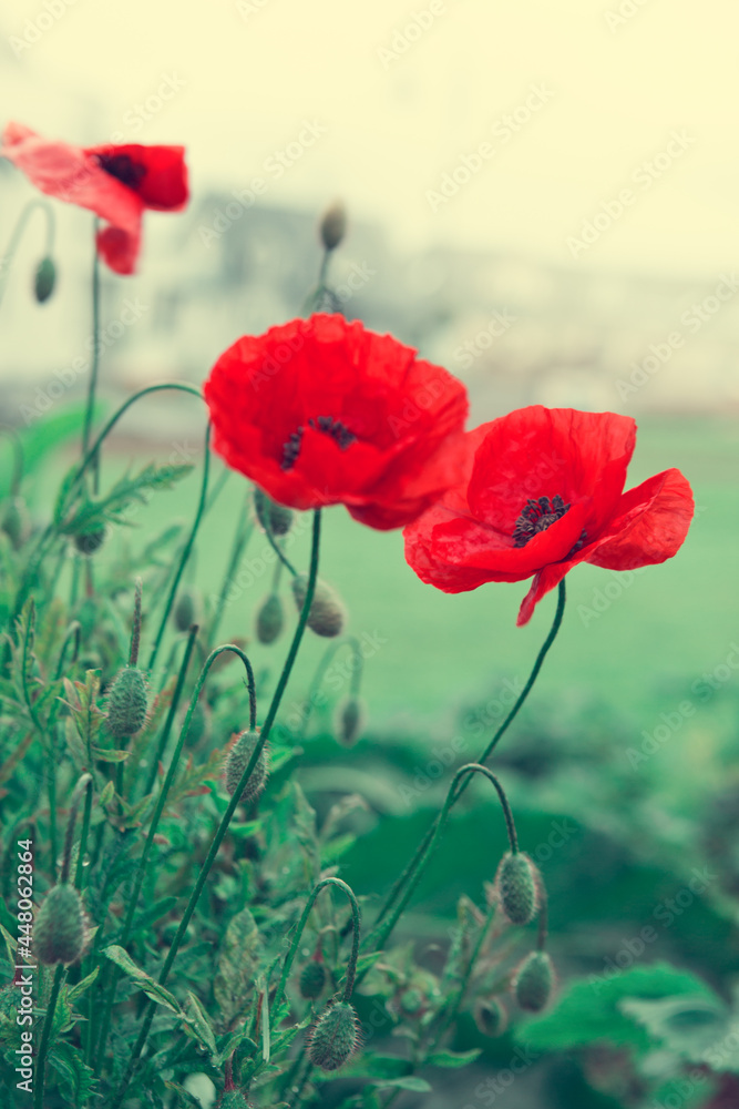 Red poppy flowers isolated on green background Red poppy flowers isolated on green background